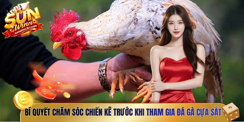 Bí quyết chăm sóc chiến kê trước khi tham gia đá gà cựa sắt