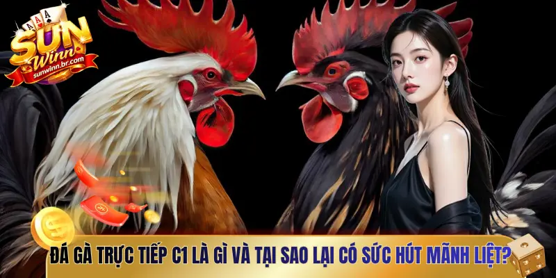 Đá gà trực tiếp C1 là gì và tại sao lại có sức hút mãnh liệt?